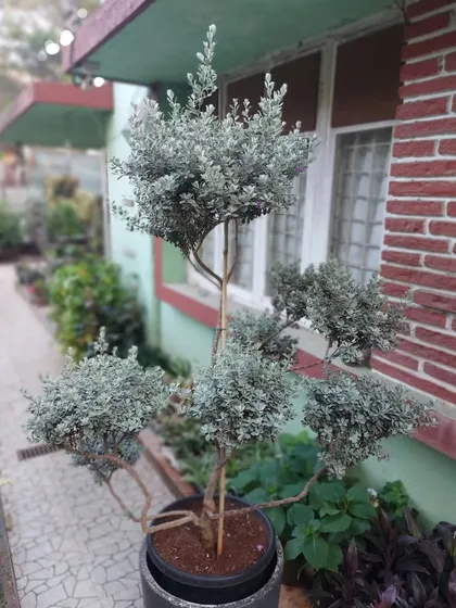 A full view of our Leucophyllum frutescens topiary, also called Texas Sage. This drought-tolerant shrub is perfect for Mumbai's climate and can be shaped to create beautiful, structured forms in your garden.
