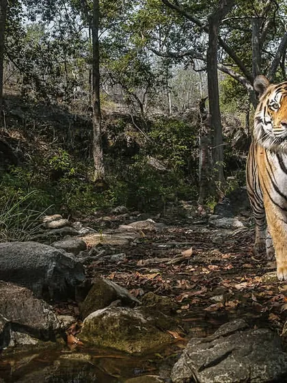 A resident male tiger patrols his territory along a dry riverbed. Tigers are solitary and highly territorial; documenting their routes and scent-marking habits is crucial to understanding their use of the forest and its corridors.