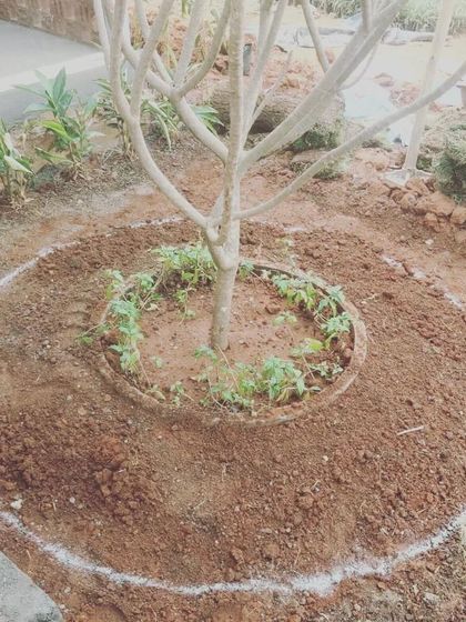 The process of creating a feature around a tree starts with a simple circle drawn on the ground. This marks the boundary for the new planting bed and ensures the tree remains the central focus.