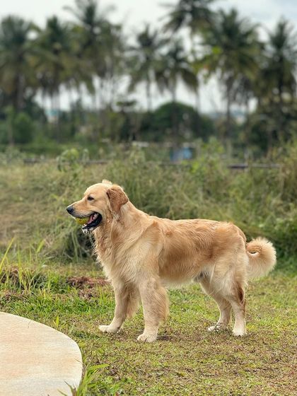 The Pawsome Camp - Dog Daycare & Boarding Happy Campers & Their Humans photo 3