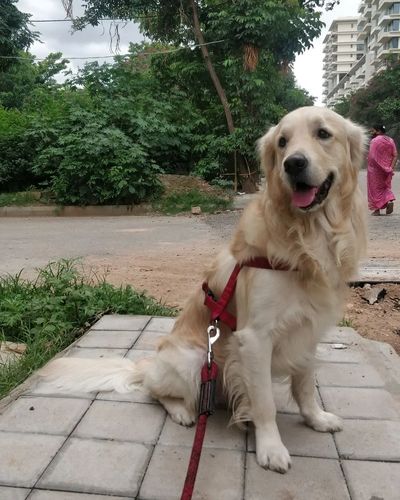 Dog Walking