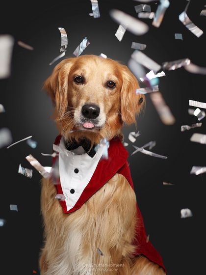 Priyanka - Themed & Special Occasion Pet Photography The Goofy & The Majestic: Studio Portraits photo 9