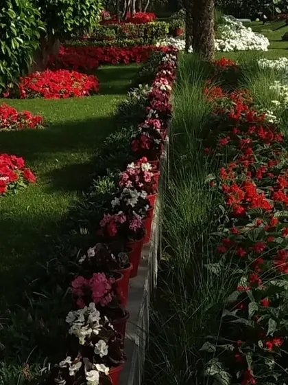 A vibrant display of seasonal flowers planted in dense beds and pots. I use flowers like salvia and begonia to create colorful, high-impact borders in large gardens.