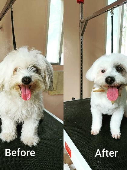 Mamppi Deb - Pet Grooming & Styling Complete Makeovers: Before & After photo 44