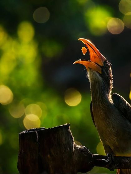 Creatures of the Wild photo 7