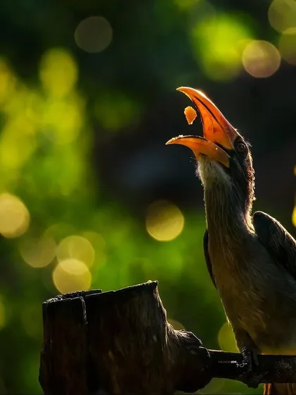 A Malabar Grey Hornbill catches a berry in the golden morning light of Thattekad. These birds are vital "indicator species" for forest health, playing a crucial role in seed dispersal for many trees.