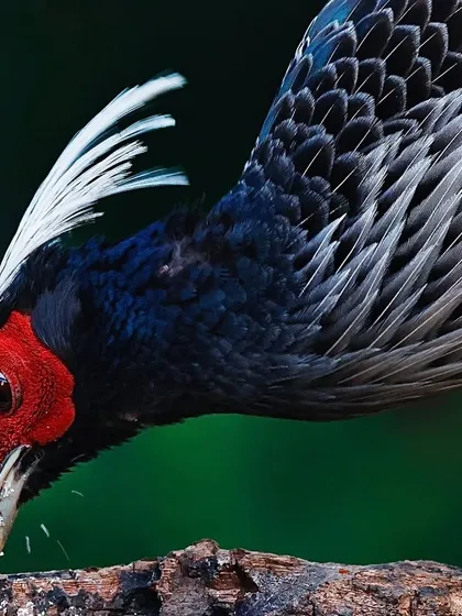 A close-up of a male Khalij Pheasant foraging on a log. The focus is on its head as it pecks at food, highlighting the brilliant red wattle and the fine details of its plumage against the dark green forest background.