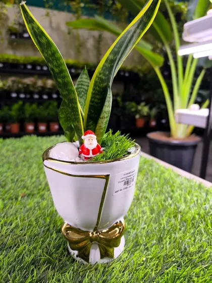 A Snake Plant paired with a Santa miniature in our special festive planter. A simple, stylish, and long-lasting gift.