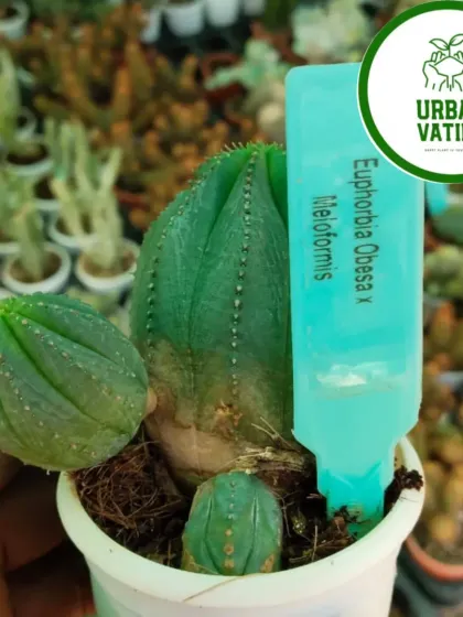 An exotic Euphorbia Obesa x Meloformis, a very rare and interesting succulent that looks like a small, striped ball.