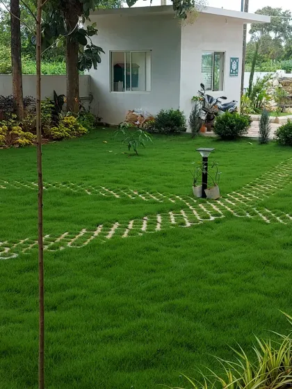 A newly installed lawn using permeable pavers for a driveway or path. The grass will grow through the gaps, creating a green and functional surface.