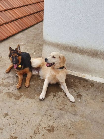 The Urban Dawg - Dog Training & Behavior Modification The Art of Socialization: Learning in a Pack photo 26