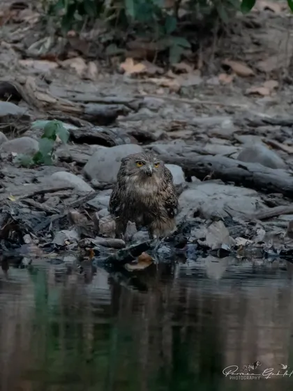 A Brown Fish Owl at the edge of a stream in Rajaji National Park, its reflection visible in the water.