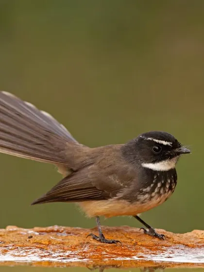 A White-browed Fantail in profile, its fanned tail creating a beautiful shape against the blurred background.
