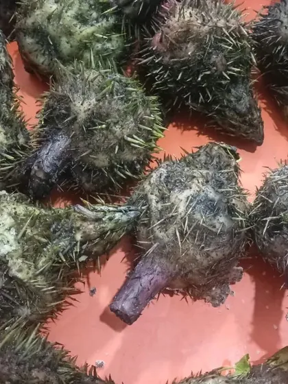 Another view of the spiky foraged vegetable. The availability of such items is very limited and depends on the season.