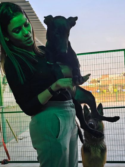 A beautiful Belgian Malinois puppy getting some cuddles. Early socialization and positive handling are key for this intelligent breed.