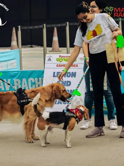 Socialization is a huge part of my events. Here you can see a Golden Retriever, a Beagle, and a Labrador getting to know each other during the "Lemon and Spoon Race" game area.