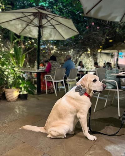 Pet-Friendly Cafe