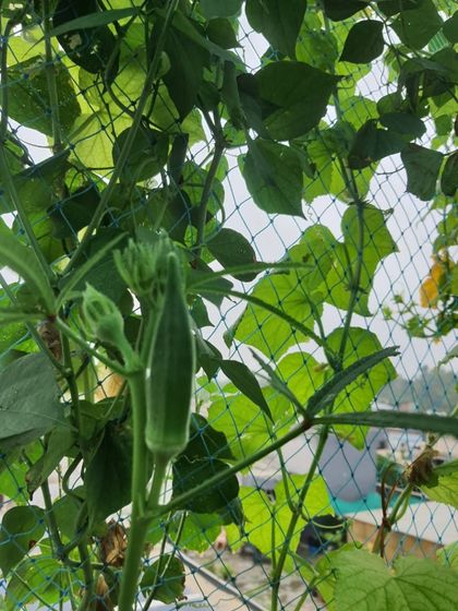Fresh ladyfinger (bhindi) growing on the vine. You can see the health of the plant and the quality of the vegetable, all grown organically on a terrace.