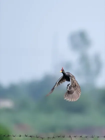 A male Watercock taking off, its wings powerfully beating the air.