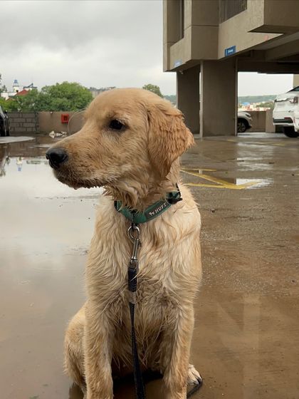 Another shot of this lovely Golden Retriever puppy, looking thoughtfully to the side. Even in a simple, quiet moment, you can see the curiosity and intelligence that makes training so rewarding.