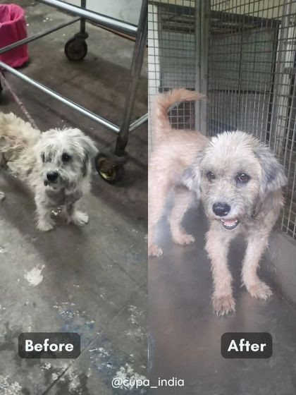 Cupa - Emergency Animal Rescue & Treatment Dog Rescue & Recovery Stories photo 37