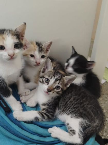 A bundle of four kittens found at a Boys Hostel in Kadugondanahalli. They are of various colors and are looking for homes.