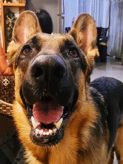 A collection of portraits of my handsome, goofy, and majestic German Shepherd, Theo. He is my constant inspiration and the heart of my work.