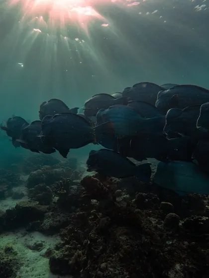 A school of bumphead parrotfish cruises over the reef in Sipadan, illuminated by rays of sunlight. A truly awe-inspiring sight.