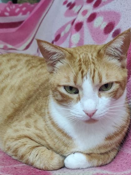 Sammy's Nest - Home Boarding for Small Pets Happy Cats: Our Boarding Guests photo 77