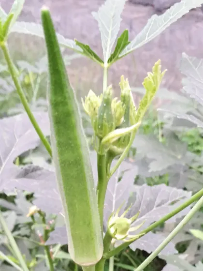 Bhardwaj - Urban Gardening Consultation Grow Your Own Organic Vegetables photo 17