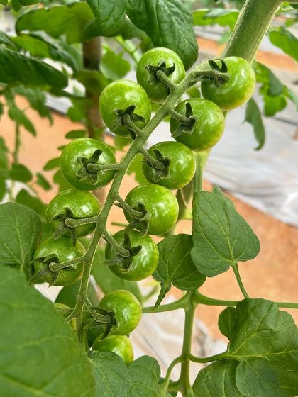 A close up of a beautiful bunch of green cherry tomatoes, grown using our specialized soil based techniques in a protected environment.