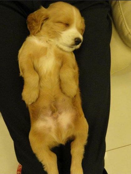 Petspace - Dog Boarding Our Pack Through the Years photo 47