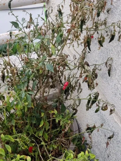Overwatering during the monsoon can cause plants to dry up due to root rot. We manage your plants' watering schedules and improve soil aeration to prevent this common issue.