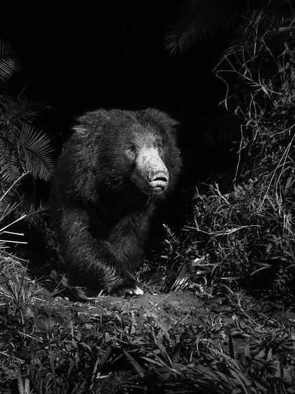 A seated Sloth Bear in a classic portrait pose, its features highlighted by careful off-camera lighting.