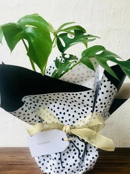 A gift should be full of life. This beautiful Monstera plant, wrapped in stylish black and white paper with a simple 'Hooray' tag, is a perfect example of my living plant gifts. It's a present that grows with you, perfect for any celebration.