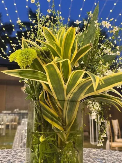 A simple yet elegant centerpiece with green foliage against a backdrop of fairy lights, adding a fresh touch to the evening's decor.