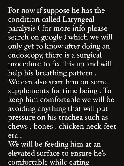 PL Paws - Animal Rescue & Rehabilitation How Your Donations Help: Our Medical Cases photo 36