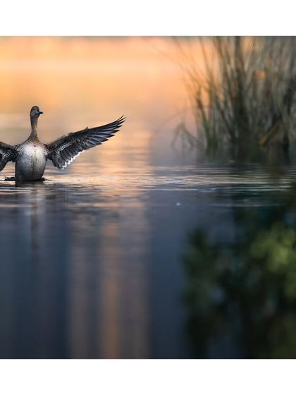 A duck spreads its wings in the water, a moment of joyful energy captured against a beautiful, misty background.
