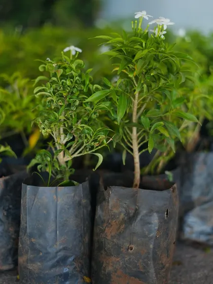 A collection of young saplings in nursery bags, including the fragrant Tabernaemontana, waiting to be planted in their new home.