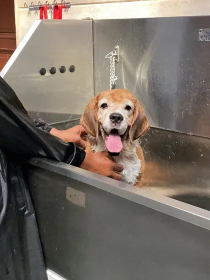 Scooby the Beagle is all smiles during his bath. A warm, sudsy wash is the first step to a clean and happy pup.