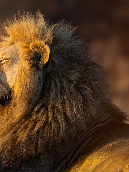 A moment of pure bliss. The way the sunlight paints the lion's mane in gold is something I'll never forget. This print is a celebration of those peaceful, beautiful moments in nature.