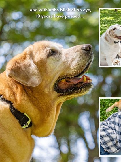 Pawparazzi By Prathima - Pet Milestone Photography Senior Tributes & Golden Years photo 32