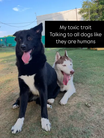My toxic trait is talking to all dogs like they are humans. This handsome Husky and his friend seem to understand every word.