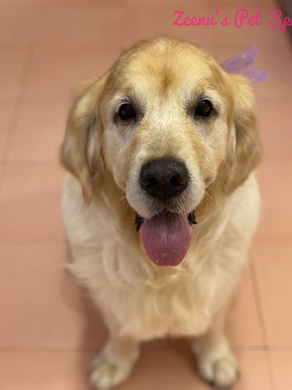 Zeenu's Pet Spa - Dog Grooming & Spa Gentle Giants & Large Breed Care photo 10