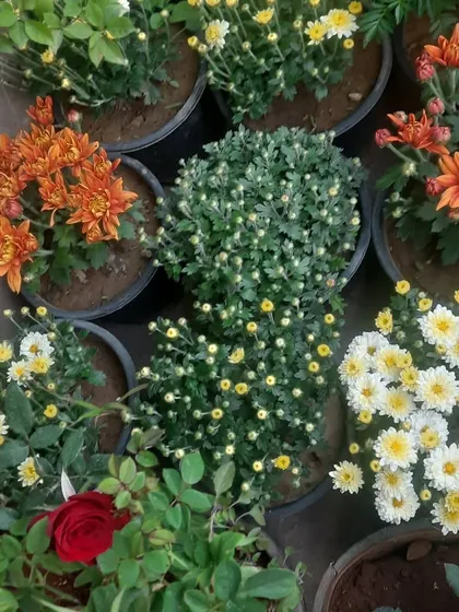 A selection of colorful Chrysanthemums (*Guldavari*) and other seasonal flowers. These are perfect for adding a burst of color to your garden in the cooler months.