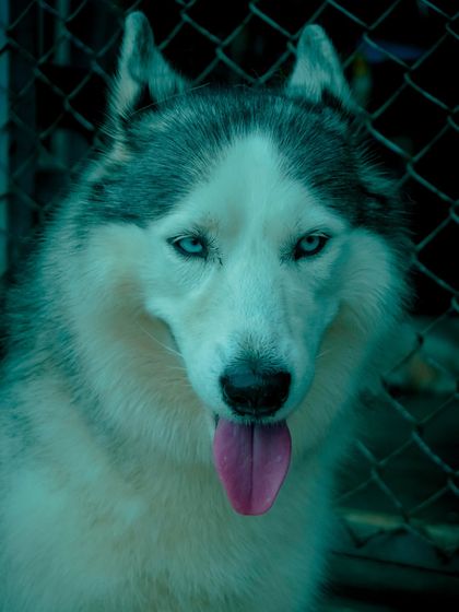Another portrait of a handsome Husky, a breed known for its playful and energetic personality.