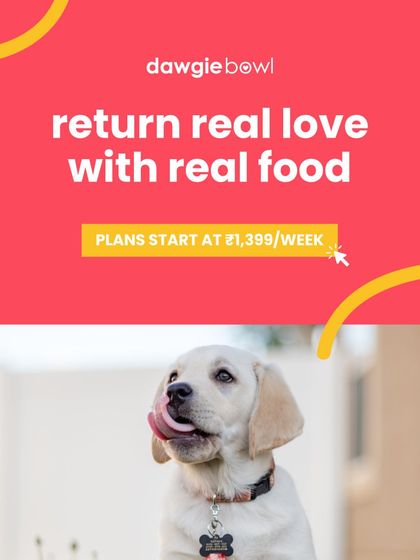 Return real love with real food. This happy Labrador puppy is a perfect picture of health and joy, ready to thrive on our natural, balanced recipes. Plans start at just ₹1,399 per week.