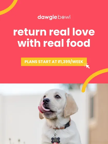 Return real love with real food. This happy Labrador puppy is a perfect picture of health and joy, ready to thrive on our natural, balanced recipes. Plans start at just ₹1,399 per week.