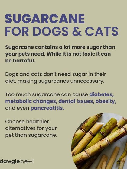 Sugarcane contains far more sugar than your pet needs. While not toxic, it can lead to obesity, diabetes, and dental issues. It's an unnecessary addition to their diet.