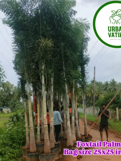 For large-scale landscaping projects, I supply mature trees like these Foxtail Palms, ready for delivery and installation across Delhi NCR.
